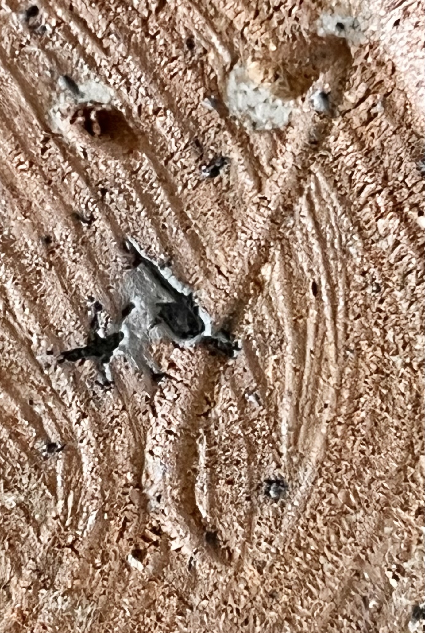 陶印（作印）：底面にございます