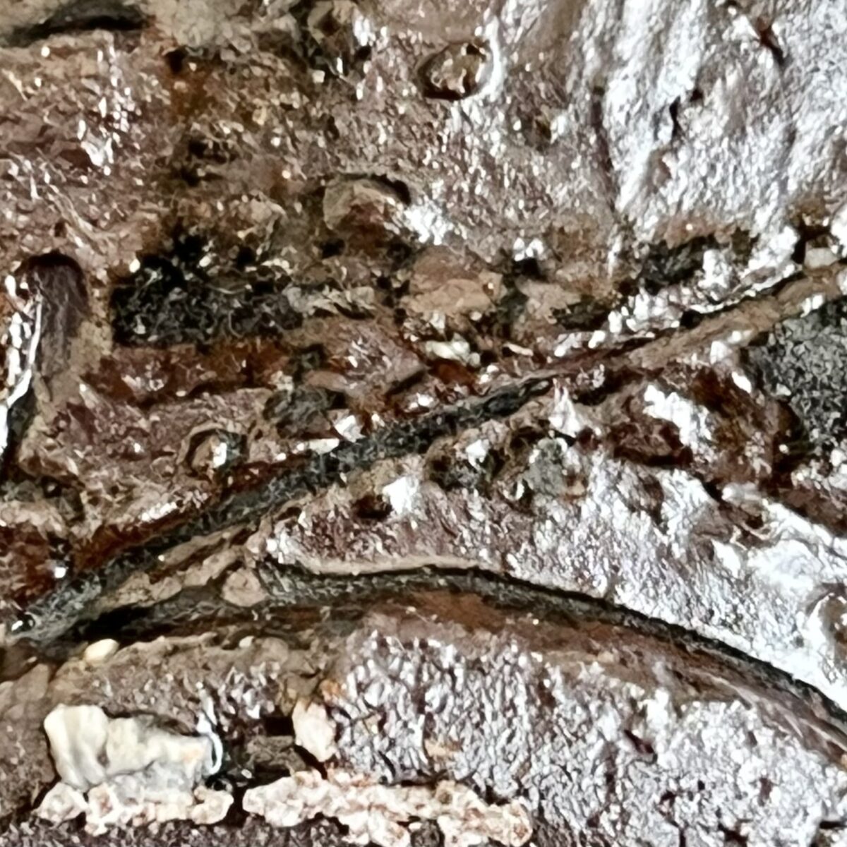 辻村史朗　刷毛目　ぐい呑　酒盃　酒器の陶印