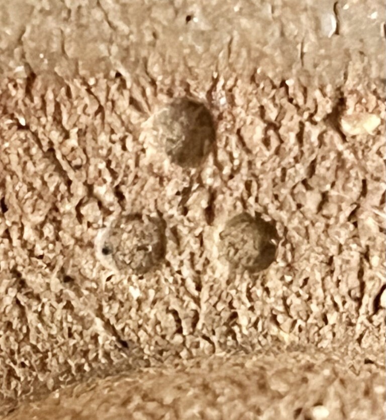 十二代 中里太郎右衛門　御茶碗窯　絵唐津　茶碗　茶道具の陶印