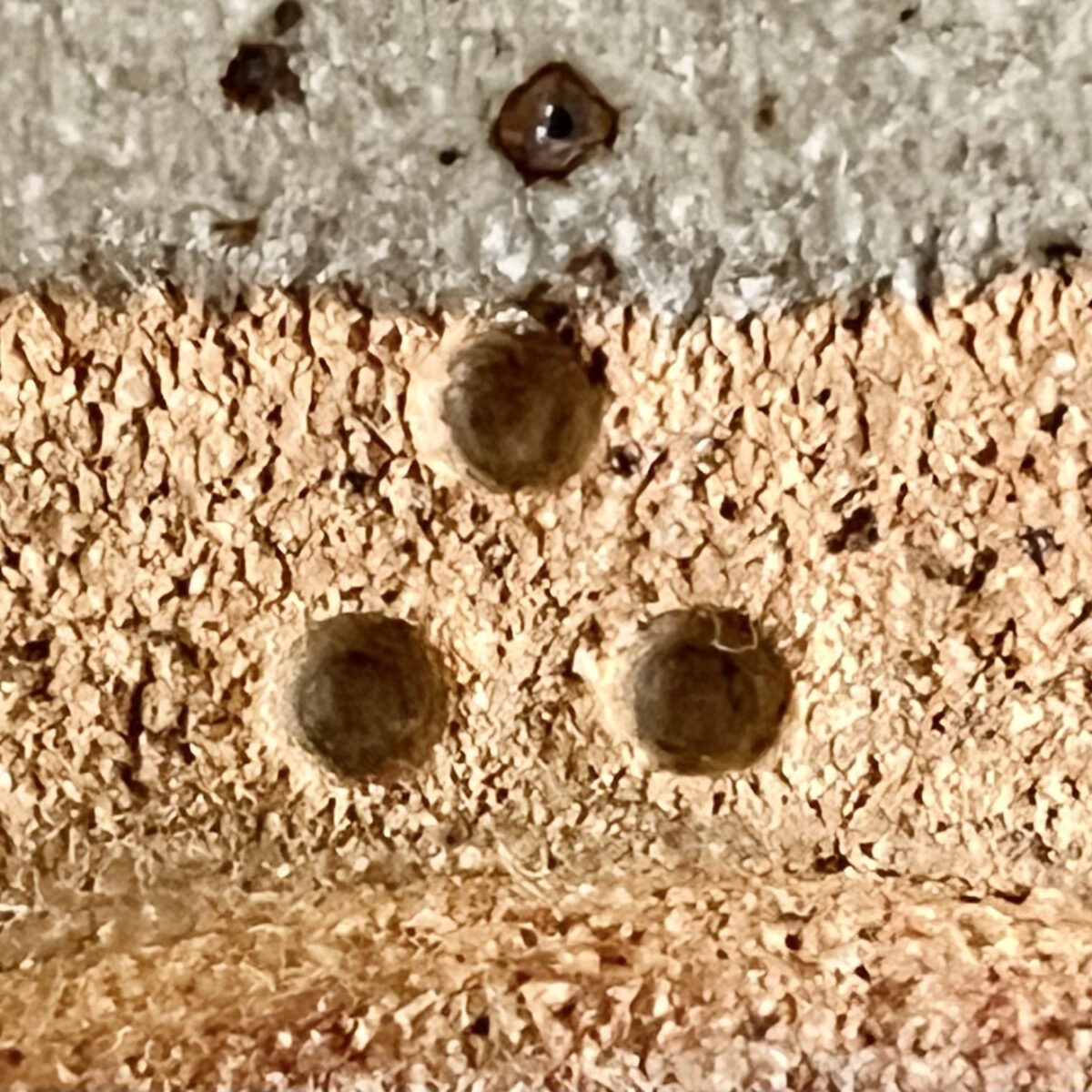 十三代 中里太郎右衛門窯　絵唐津　銘々皿　五客　五枚　懐石　会席　和食器の陶印