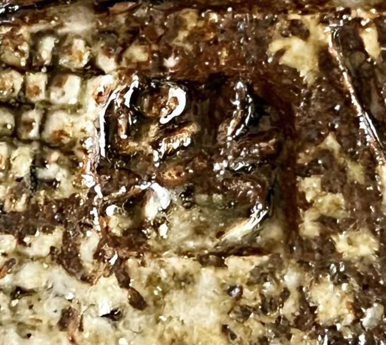 新歓嗣　伊賀　草文皿　胴径32.5㎝　角皿　飾り皿の陶印