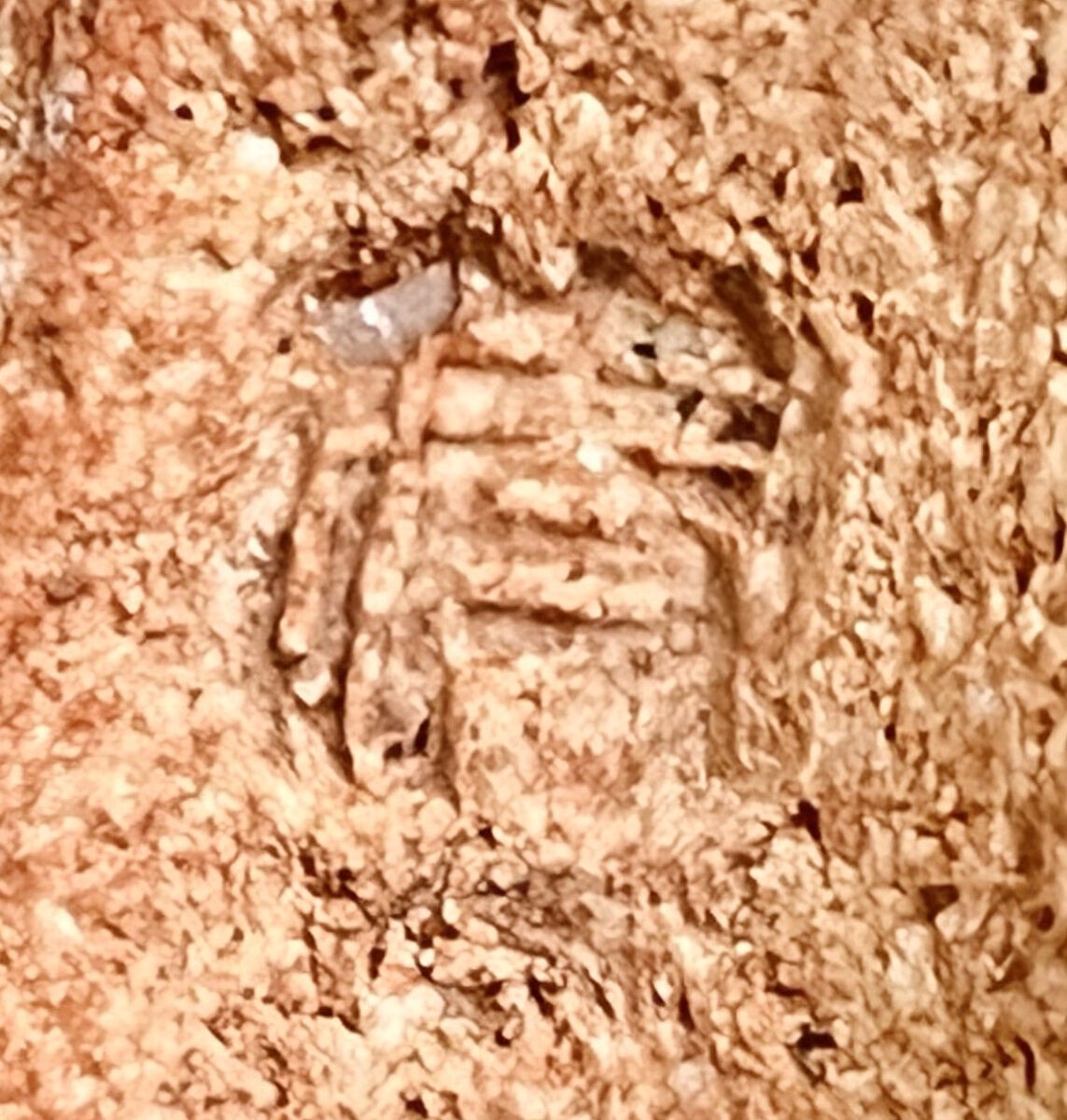 人間国宝 原清　茶碗　斑文　灰釉　茶道具の陶印