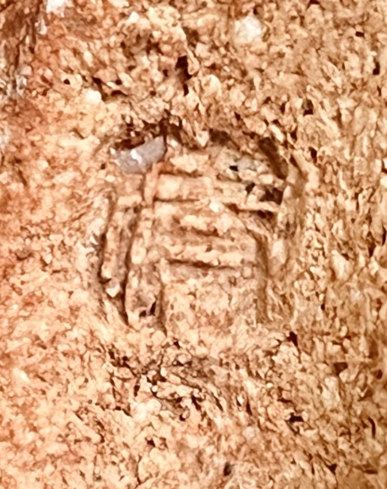 人間国宝 原清　茶碗　斑文　灰釉　茶道具の陶印