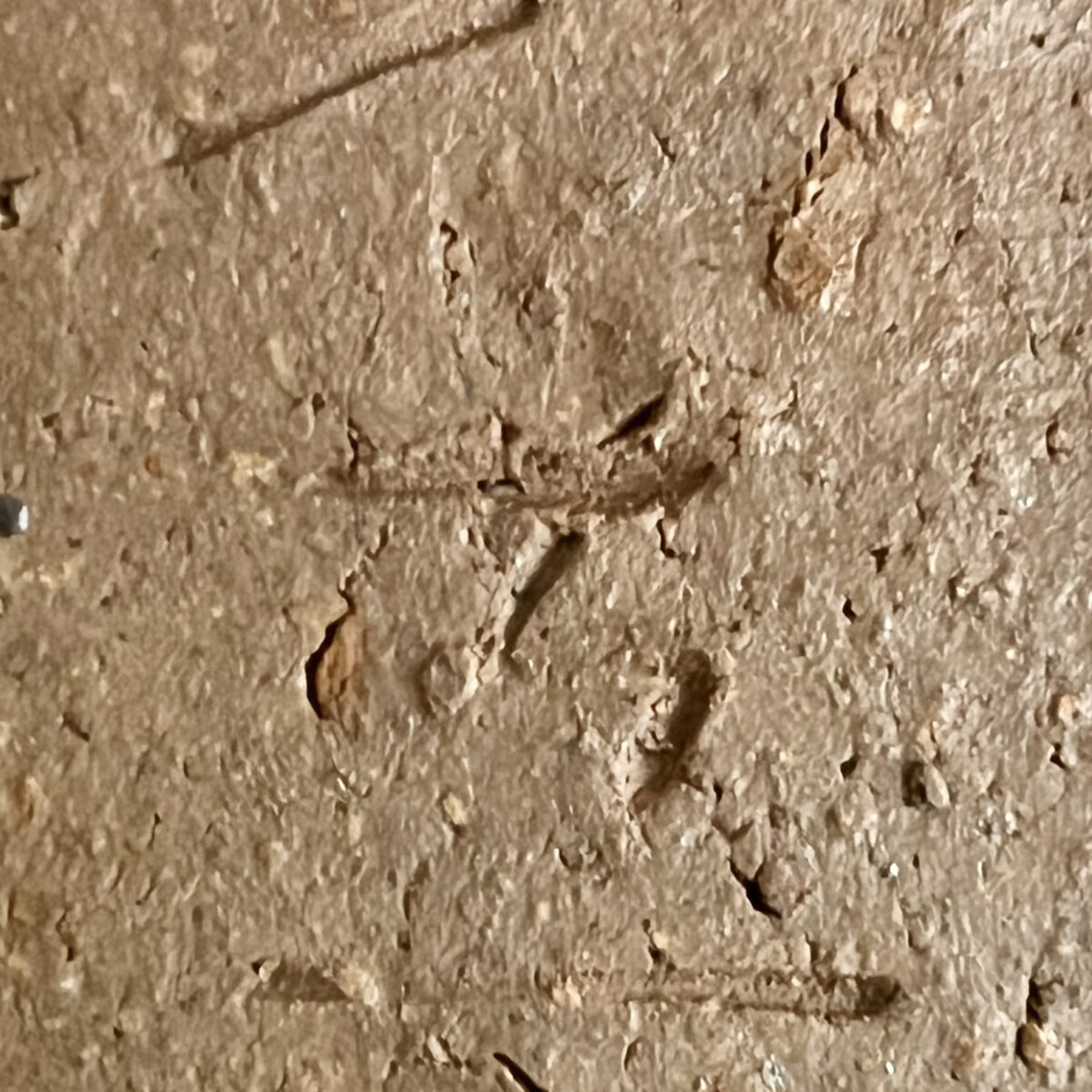 ★ 森青史　半地上五窯　備前　四方皿　四客　四枚　銘々皿　懐石　会席　和食器の陶印