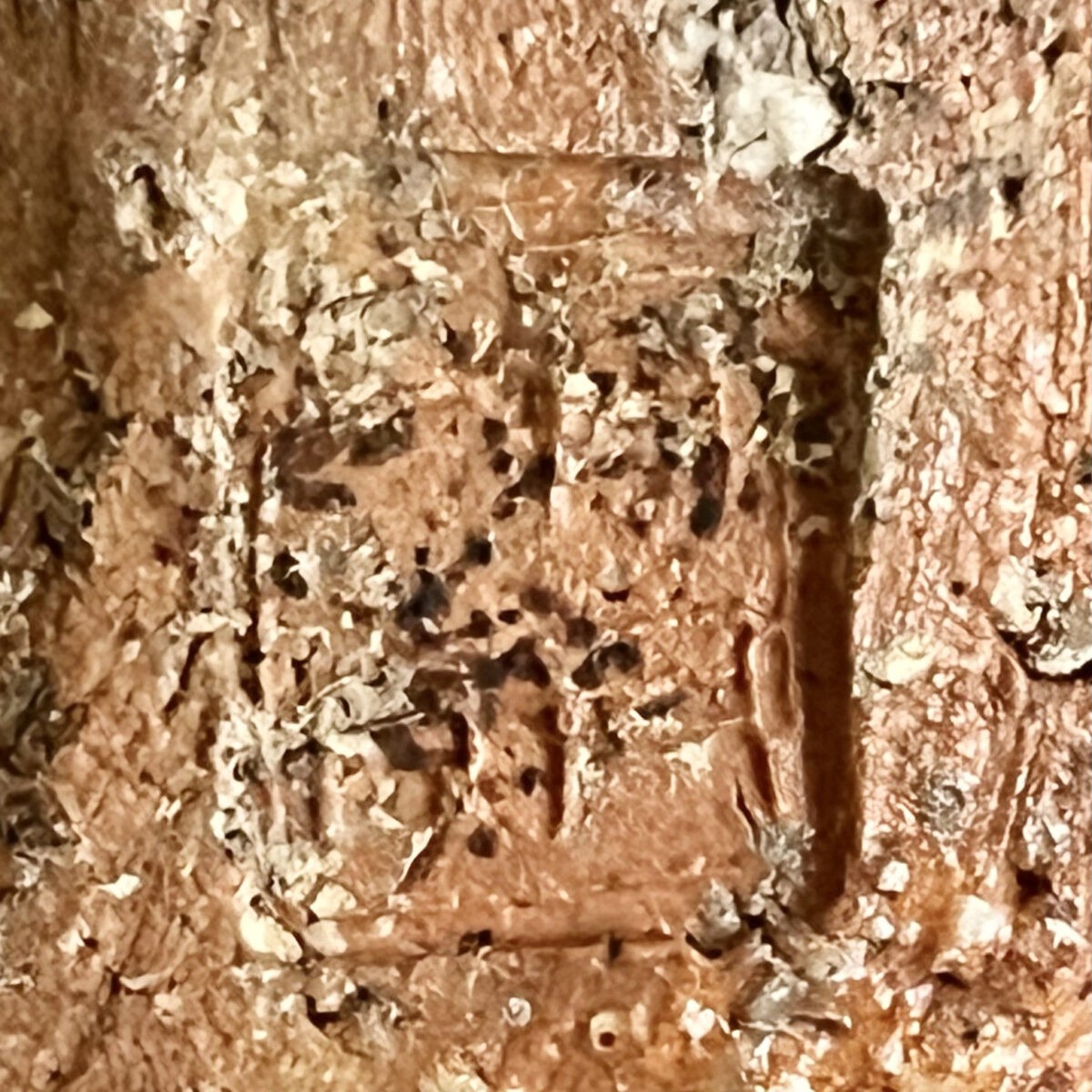 ★ 辻清明　信楽焼　鉢　和食器の陶印