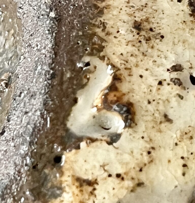 ⚫︎ 丸田宗彦　粉引　唐津　ぐい呑　酒盃　酒器の陶印