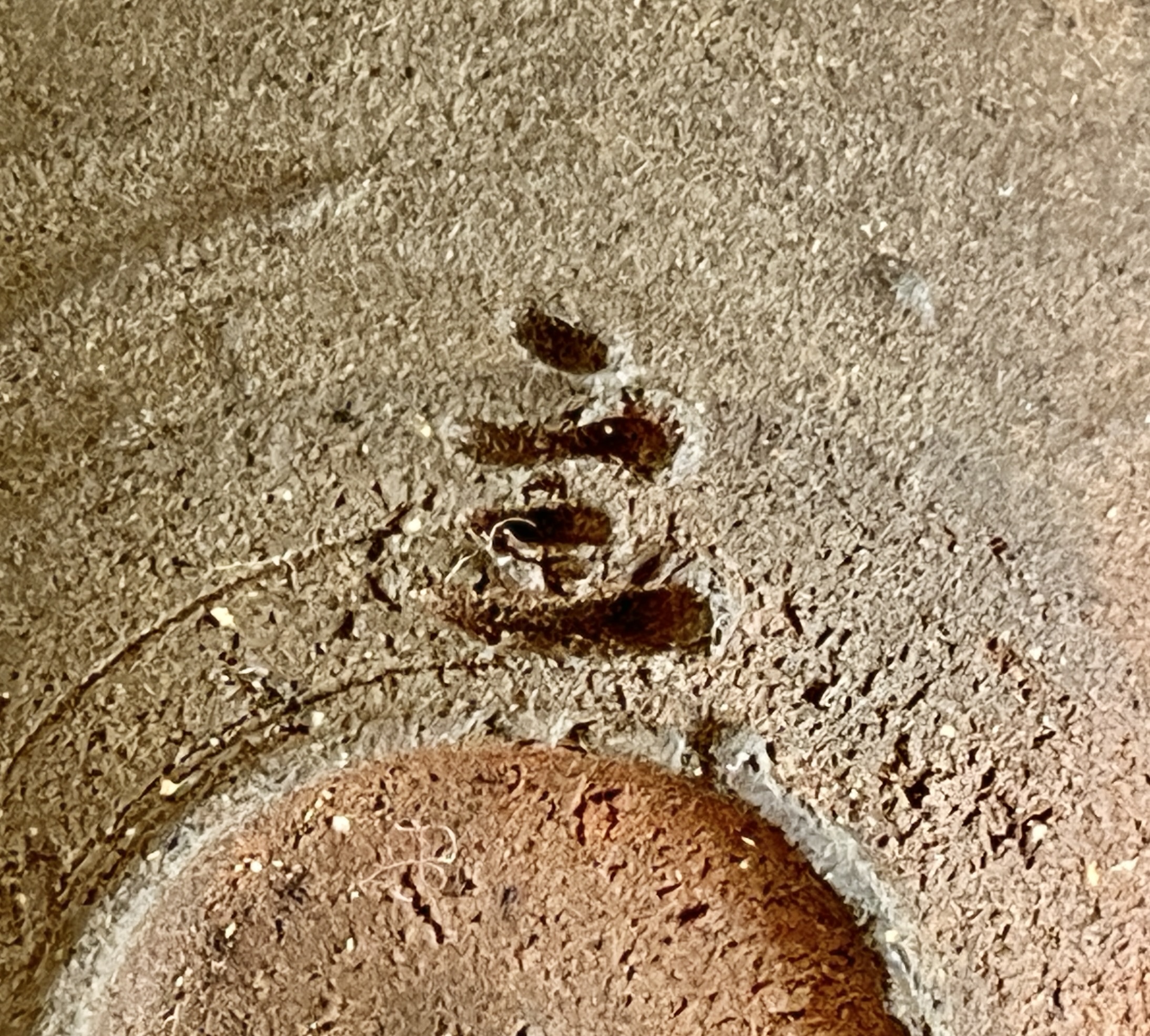 中里隆 （父 人間国宝 中里無庵） 唐津南蛮　ぐい呑　酒盃　酒器　焼締　種子島の陶印