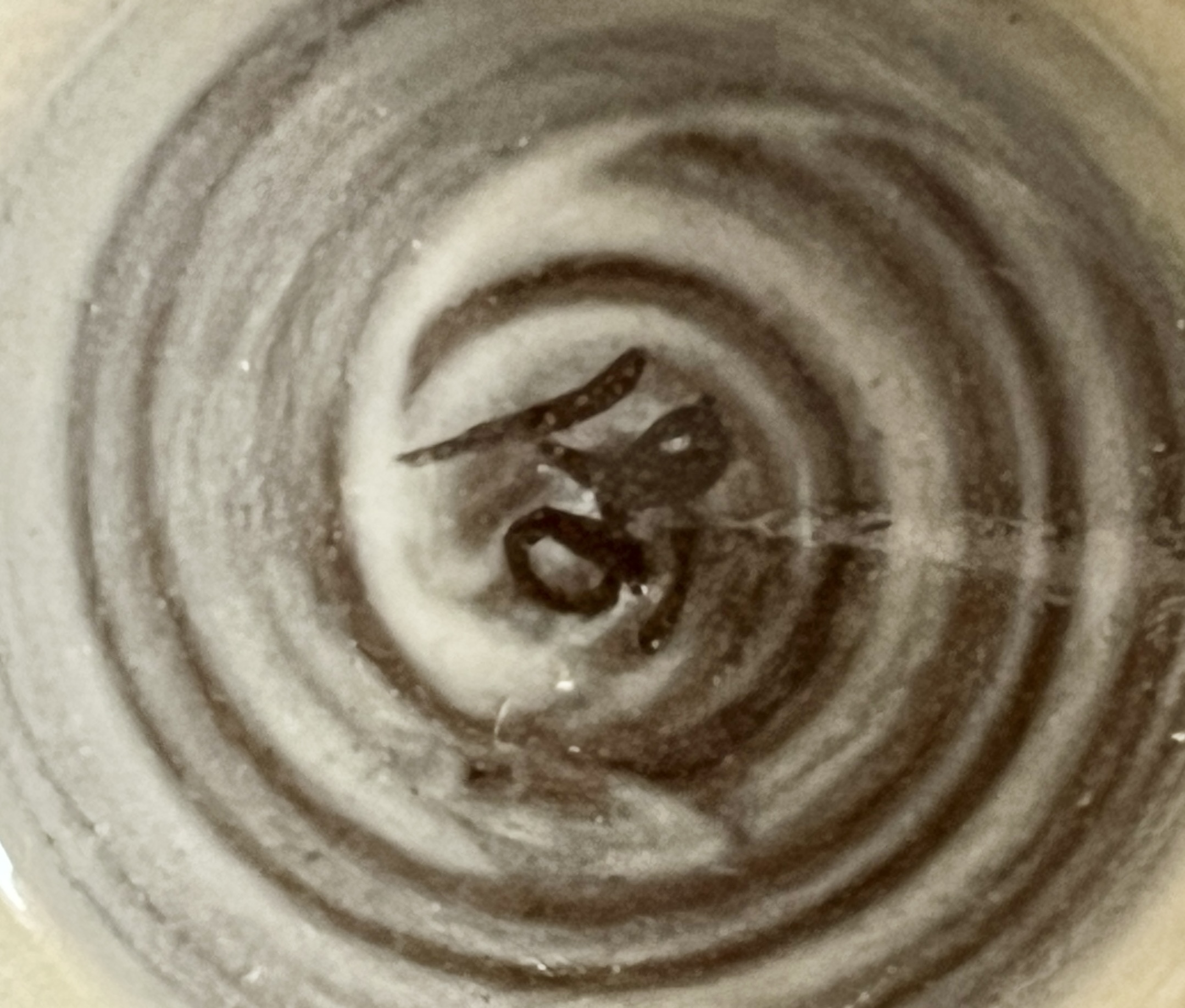 ★ 十三代 横石臥牛 豊瑞軒　現川焼　白鷺文　盃　三客　ぐい呑　酒盃　酒器の陶印