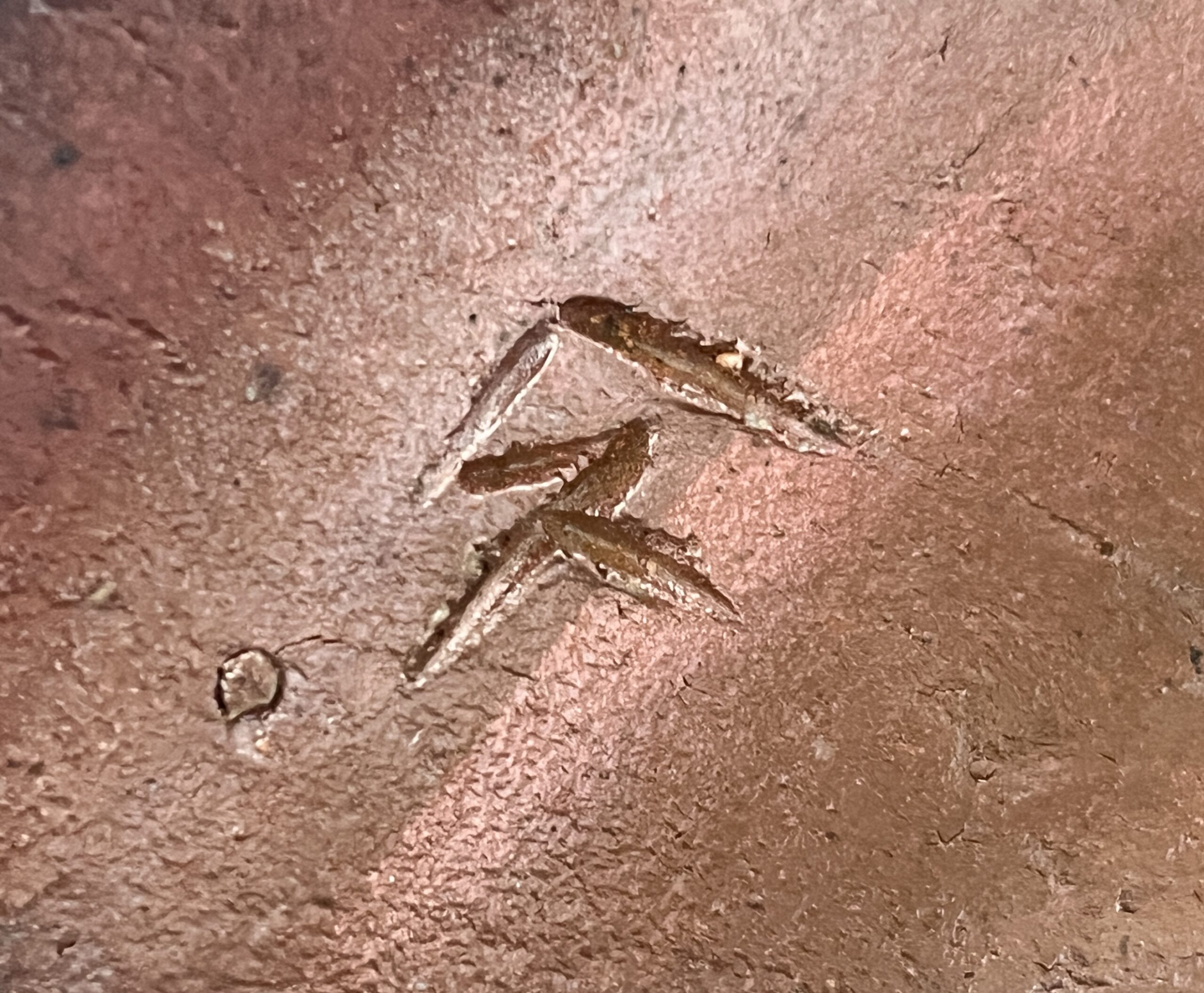 森陶山　備前　扁壷　窯変　高さ34.5㎝　耳付き　花瓶　花生　花器　オブジェの陶印