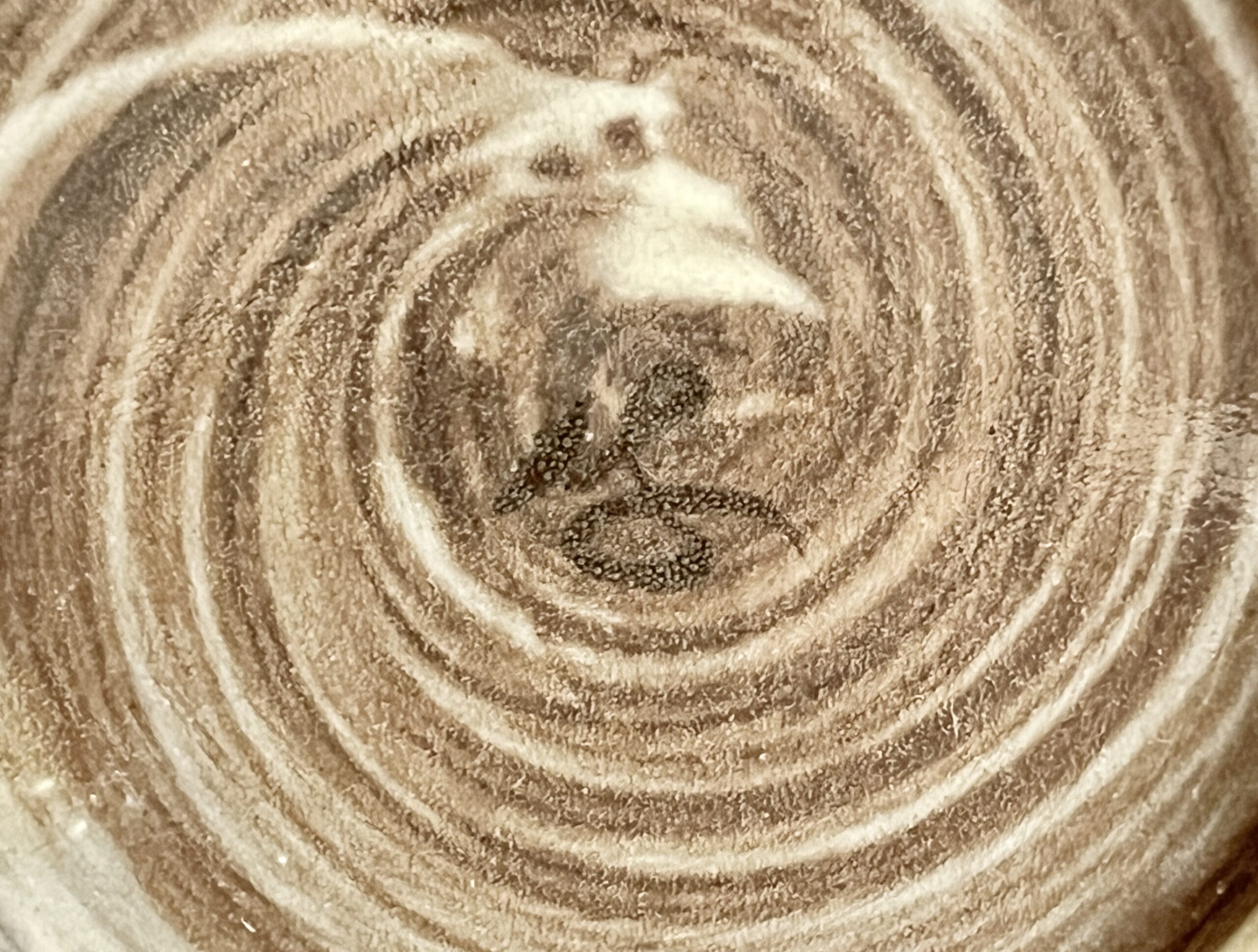 ★ 十三代 横石臥牛　現川焼　豊瑞軒　雲鶴文　香炉　茶道具の陶印