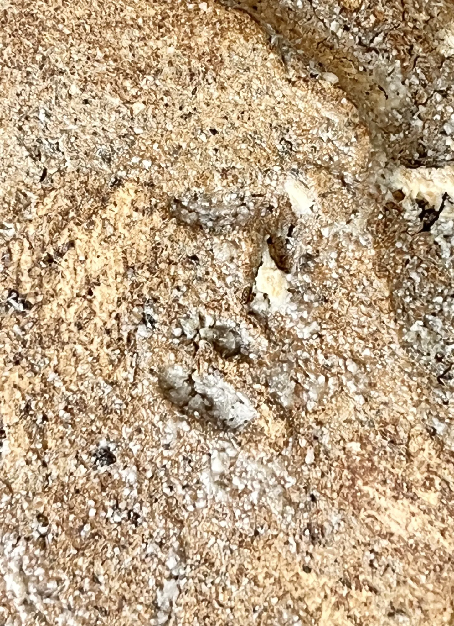 陶印（作印）：底面にございます